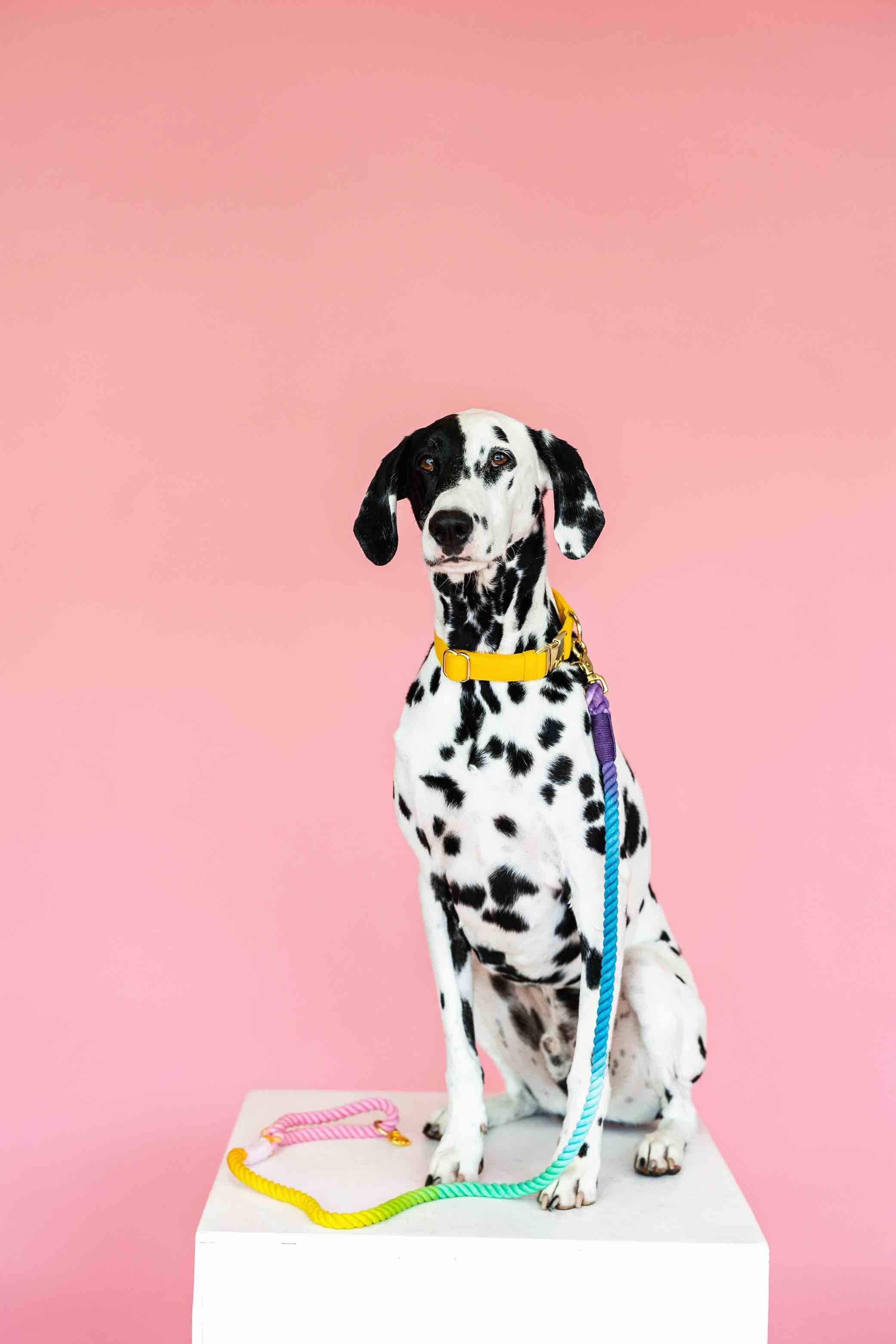 Nola Rope Dog Leash