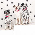 Load image into Gallery viewer, Antoinette Dog Collar
