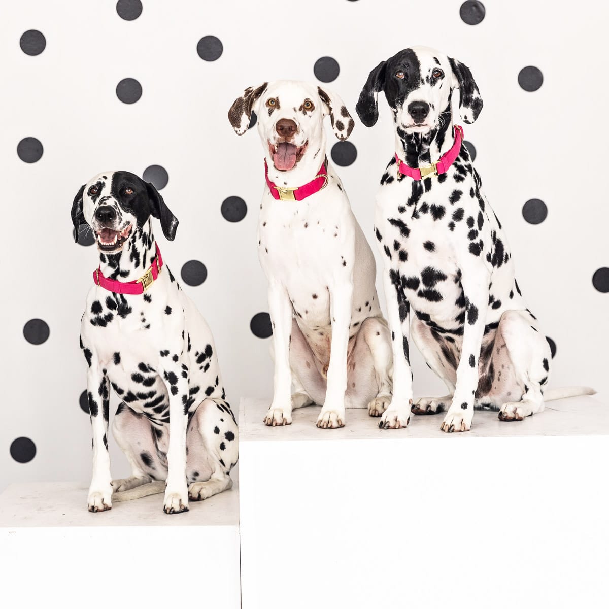 Antoinette Dog Collar