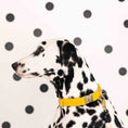 Load image into Gallery viewer, Nova Dog Collar
