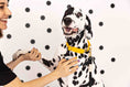 Load image into Gallery viewer, Nova Dog Collar
