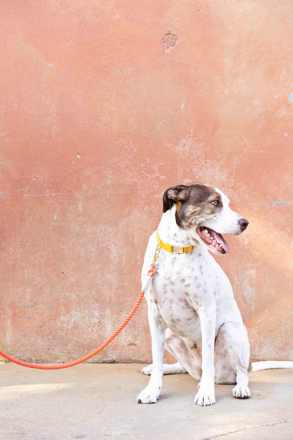 Cora Rope Dog Leash