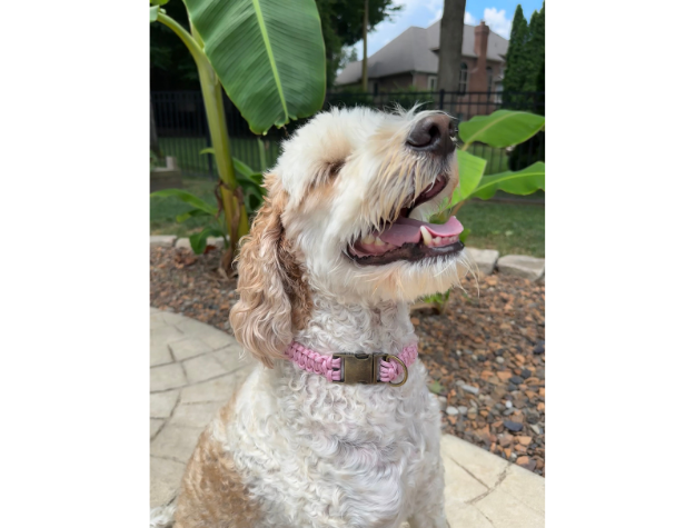 Cobra Braid in Pink & White Stripes - Handmade Dog Collar - Southlake Paws