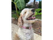 Cobra Braid in Pink & White Stripes - Handmade Dog Collar