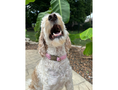 Load image into Gallery viewer, Cobra Braid in Pink & White Stripes - Handmade Dog Collar - Southlake Paws
