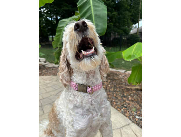 Cobra Braid in Pink & White Stripes - Handmade Dog Collar - Southlake Paws