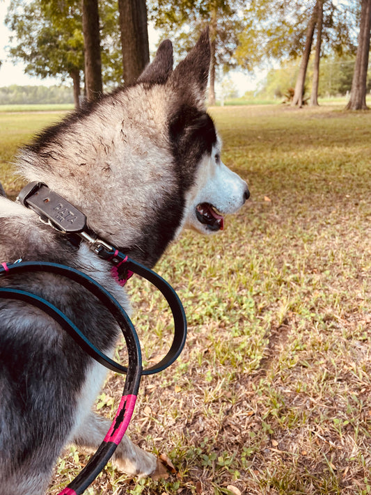 Black and Pink Dog Leashe 