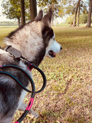 Black and Pink Dog Leashe 