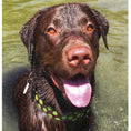 Load image into Gallery viewer, Polka Dot Dog Collars, Leads, and Bows on Brown - 4 Styles

