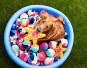 Beach Ball Plush Dog Squeak Toy