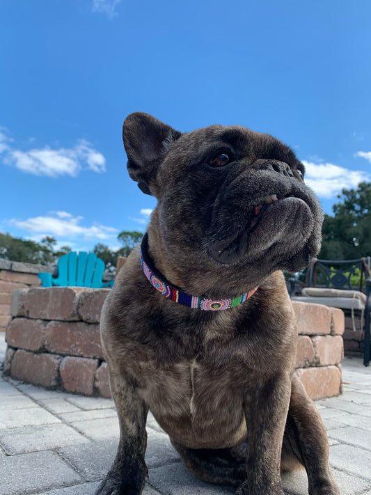 TKC Posey Beaded Dog Collar