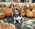 Load image into Gallery viewer, Pretzel Dog Bandana
