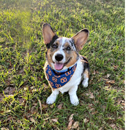 Pretzel Dog Bandana