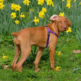 Load image into Gallery viewer, Purple Freedom No-Pull Dog Harness
