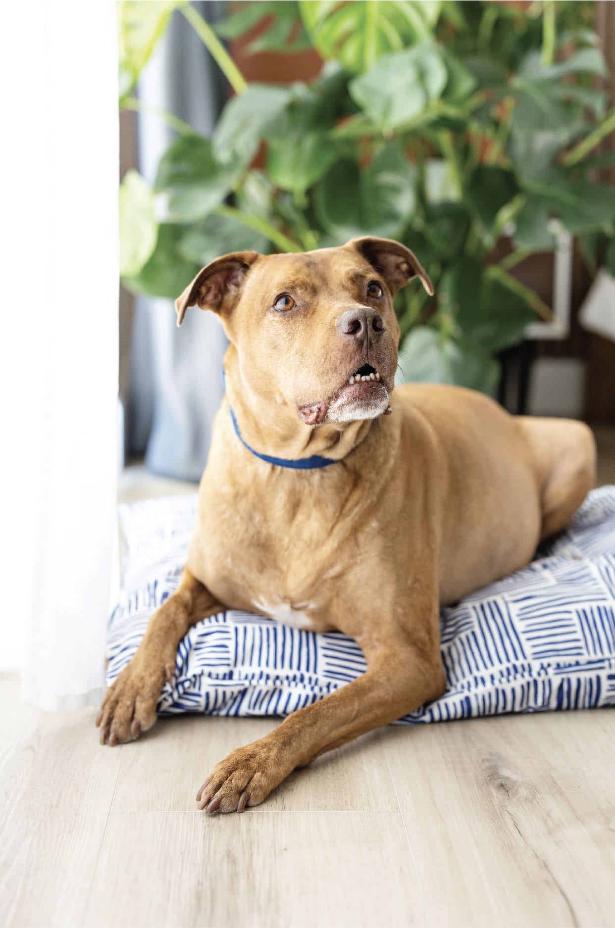 Quinn Dog Bed