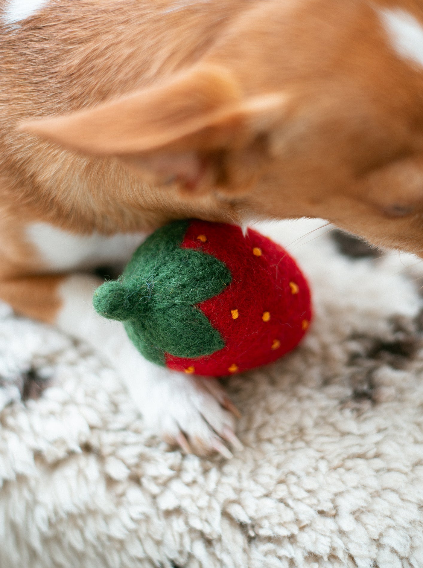Southlake Paws DOGGY STRAWBERRY toy, a red felt strawberry with green leaves, resting near a dog's paw on a soft surface.