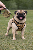 Load image into Gallery viewer, Parisian Pet 'Crystal Retractable Leash Leopard' for Dogs & Cats – Strong, Stylish Leash for Small Dogs, 16-Foot Length
