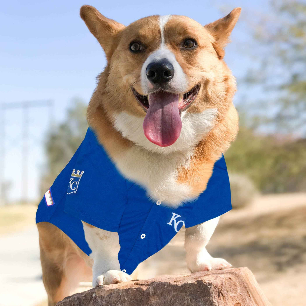 MLB Kansas City Royals Mesh Dog Jersey