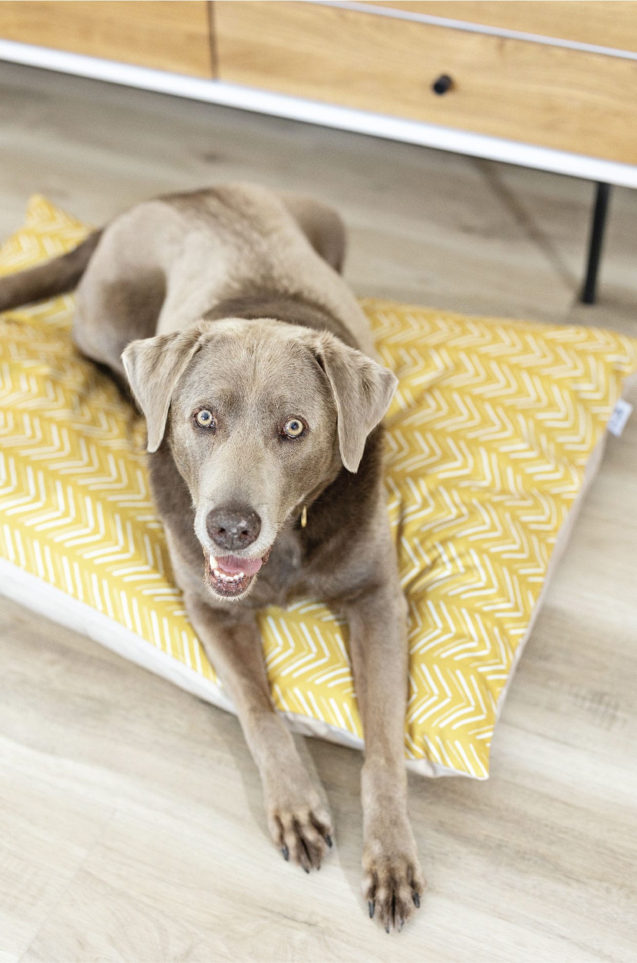 Rafa Dog Bed