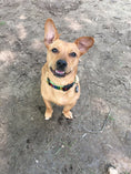 Load image into Gallery viewer, Rainbones Dog Collar
