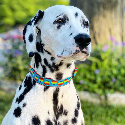 Up Country Rainbow Hearts Cast Brass Dog Collar