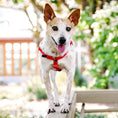 Load image into Gallery viewer, Red Freedom No-Pull Dog Harness
