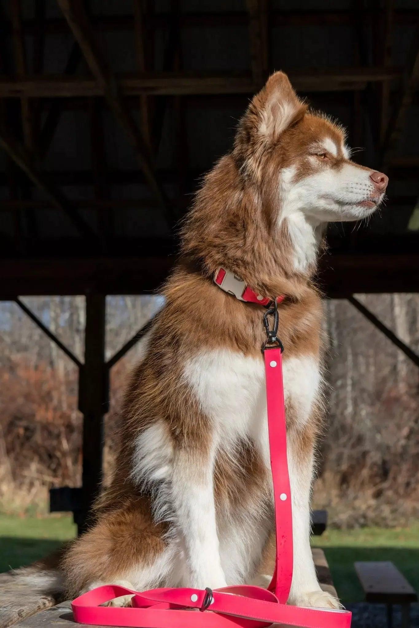 Red Mountain Syrah Waterproof Dog Leash - Southlake Paws
