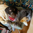 Load image into Gallery viewer, Red Tartan Luxe Plaid Dog Bandana

