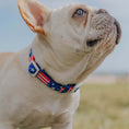 Load image into Gallery viewer, Red, White, & Bark Classic Collar - Southlake Paws
