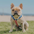Load image into Gallery viewer, Red, White & Bark Free-Fit Harness - Southlake Paws
