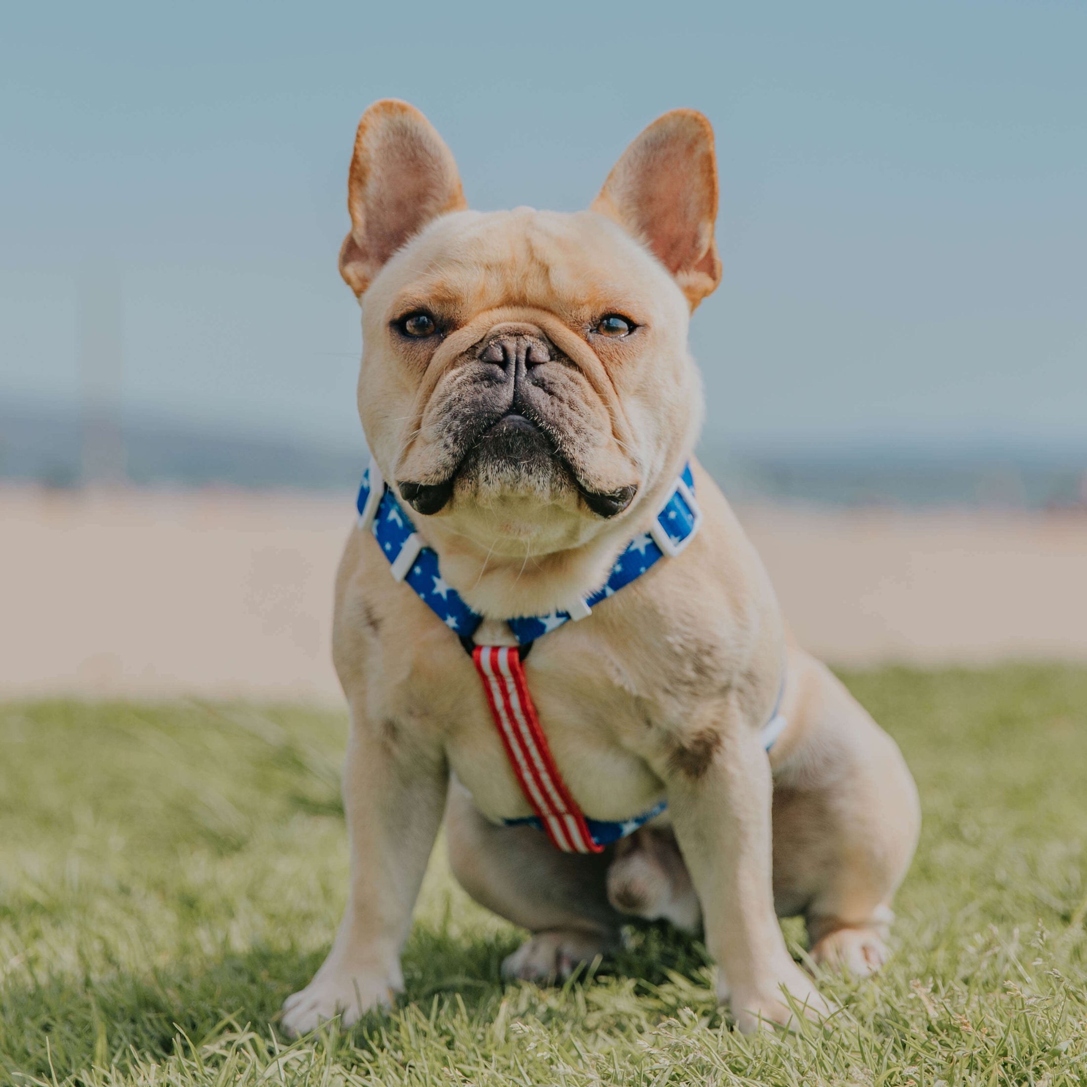 Red, White & Bark Free-Fit Harness - Southlake Paws