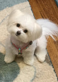 Load image into Gallery viewer, Reef Small Breed Dog Harness
