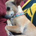 Load image into Gallery viewer, Reef Small Breed Dog Collar
