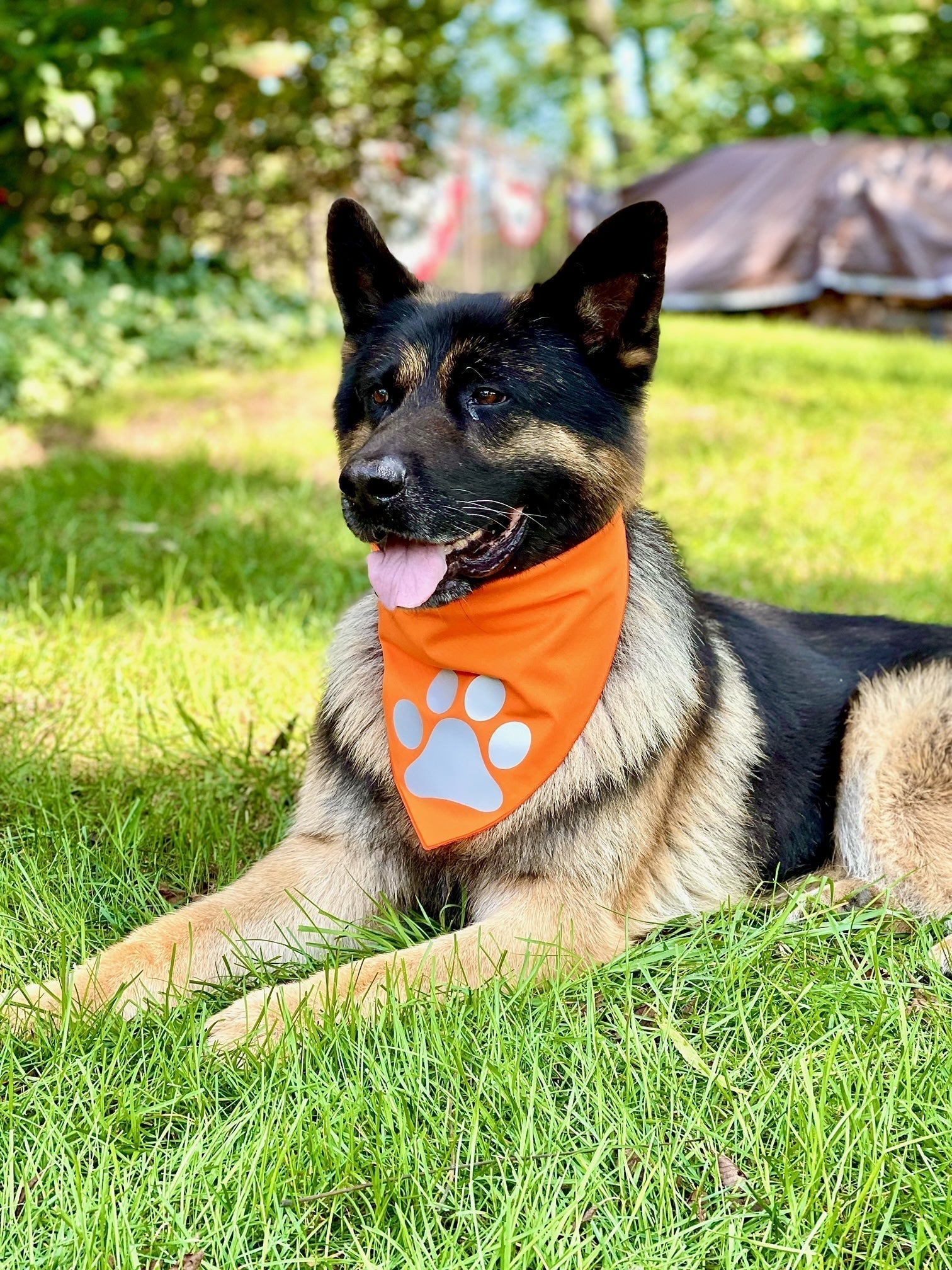 Reflective Dog Bandana Orange