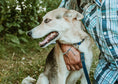Load image into Gallery viewer, Rolled Style Blue Leather Quick-Release Dog Collar - image 2
