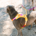 Load image into Gallery viewer, Roxy Hands-Free Rope Dog Leash
