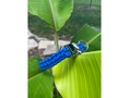 Load image into Gallery viewer, Cobra Braid in Royal Blue - Handmade Dog Collar - Southlake Paws
