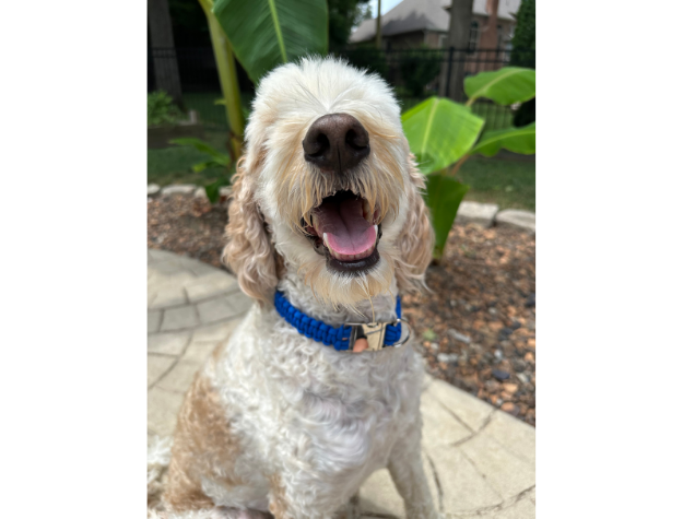 Cobra Braid in Royal Blue - Handmade Dog Collar - Southlake Paws