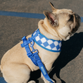 Load image into Gallery viewer, Frenchie Duo Reversible Harness - Royal Blue

