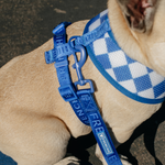 Frenchie Duo Reversible Harness - Royal Blue