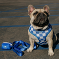 Load image into Gallery viewer, Frenchie Duo Reversible Harness - Royal Blue
