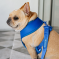 Load image into Gallery viewer, Frenchie Duo Reversible Harness - Royal Blue

