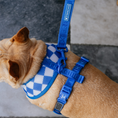 Load image into Gallery viewer, Frenchie Duo Reversible Harness - Royal Blue
