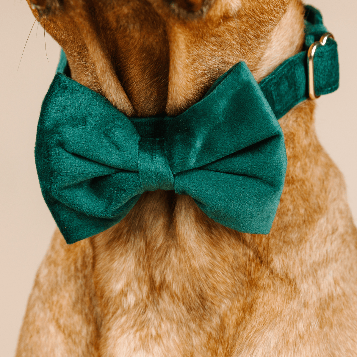 Rue Dog Bow Tie