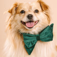 Load image into Gallery viewer, Rue Dog Babe Bow
