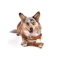 Load image into Gallery viewer, Rust Plaid Dog Coat
