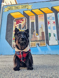 Load image into Gallery viewer, Parisian Pet 'Scottish Jacket' for Dogs & Cats, Plaid Pet Jacket, Formal Wear, Holiday Pet Jacket, Red/Blue Plaid
