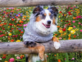 Load image into Gallery viewer, Parisian Pet 'Cable Knit Sweater' - Warm & Stylish Pet Sweater in Cloud Gray for Dogs & Cats

