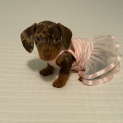 Parisian Pet 'Ballerina Dress' Dog & Cat Shirt – Unique Floral Pet Dress, Perfect for Summer - Pink and White Stripes-Valentine's Day