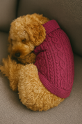 Load image into Gallery viewer, Parisian Pet 'Cable Knit Sweater' - Warm & Stylish Pet Sweater in Raspberry for Dogs & Cats-Valentine's Day
